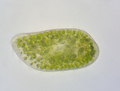 Paramecium bursaria
