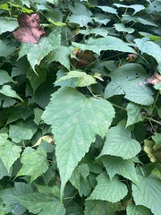 Ampelopsis