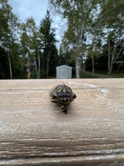 Neotibicen canicularis