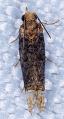 Eucosma ochroterminana