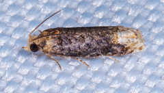 Eucosma ochroterminana