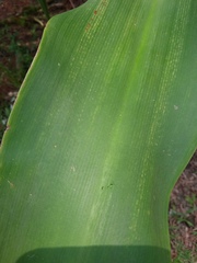 Crinum
