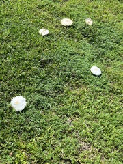 Chlorophyllum molybdites image
