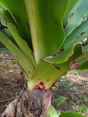 Crinum