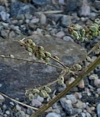 Fallopia convolvulus
