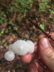 Tetrapyrgos nigripes