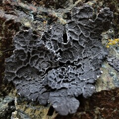 Umbilicaria decussata