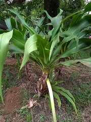 Crinum