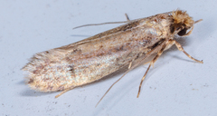 Tinea apicimaculella