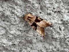 Phlogophora