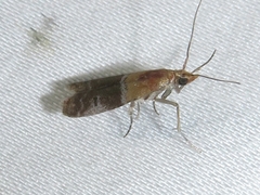 Moodna pallidostrinella
