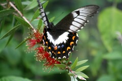 Papilio aegeus aegeus