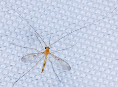 Macrocera
