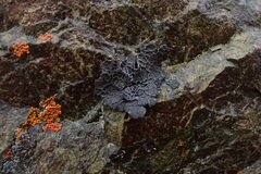 Umbilicaria decussata