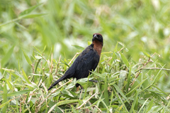 Chrysomus ruficapillus