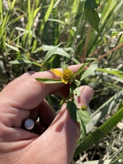 Bidens amplissima
