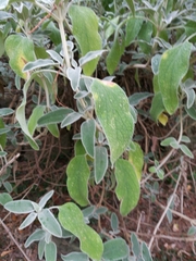 Salvia officinalis