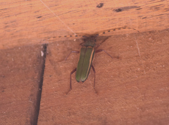 Chlorida costata