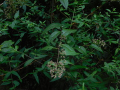 Archibaccharis hirtella