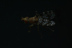 Trypetoptera punctulata