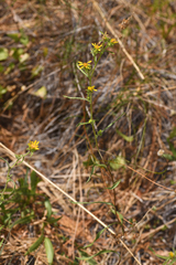 Pyrrocoma racemosa