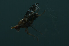 Trypetoptera punctulata