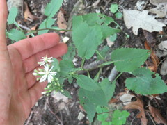 Symphyotrichum urophyllum