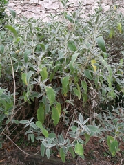 Salvia officinalis