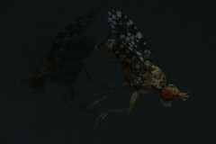 Trypetoptera punctulata