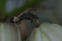 Aphis fabae