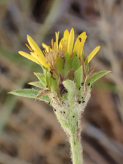Pyrrocoma racemosa