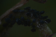 Aphis fabae