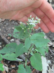Symphyotrichum urophyllum
