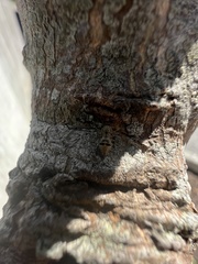 Mesopsocus immunis