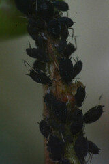 Aphis fabae
