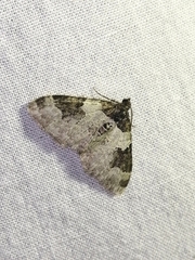 Xanthorhoe fluctuata