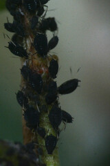 Aphis fabae