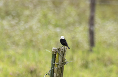 Arundinicola leucocephala