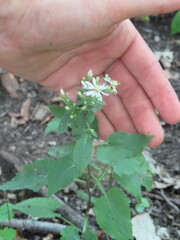 Symphyotrichum urophyllum