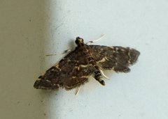 Anageshna