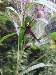 Dolomedes