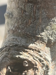 Mesopsocus immunis