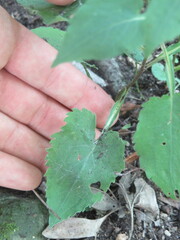 Symphyotrichum urophyllum