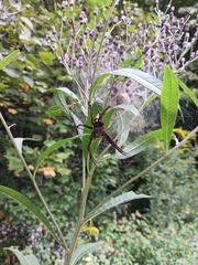 Dolomedes