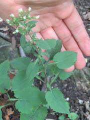 Symphyotrichum urophyllum