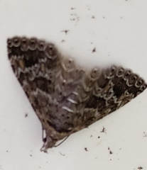 Alucita montana