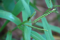 Paspalum pubiflorum