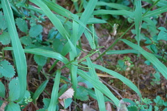 Paspalum pubiflorum