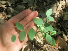 Lathyrus ochroleucus