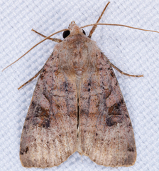 Xestia smithii
